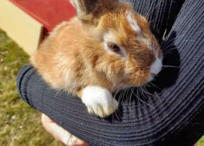 公寓 Haus Stabentheiner *